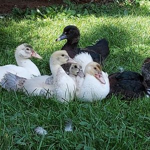 Meet your Posher, September